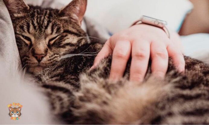 Cómo Tratar a un Gato: Para el Cuidado Felino este 2024