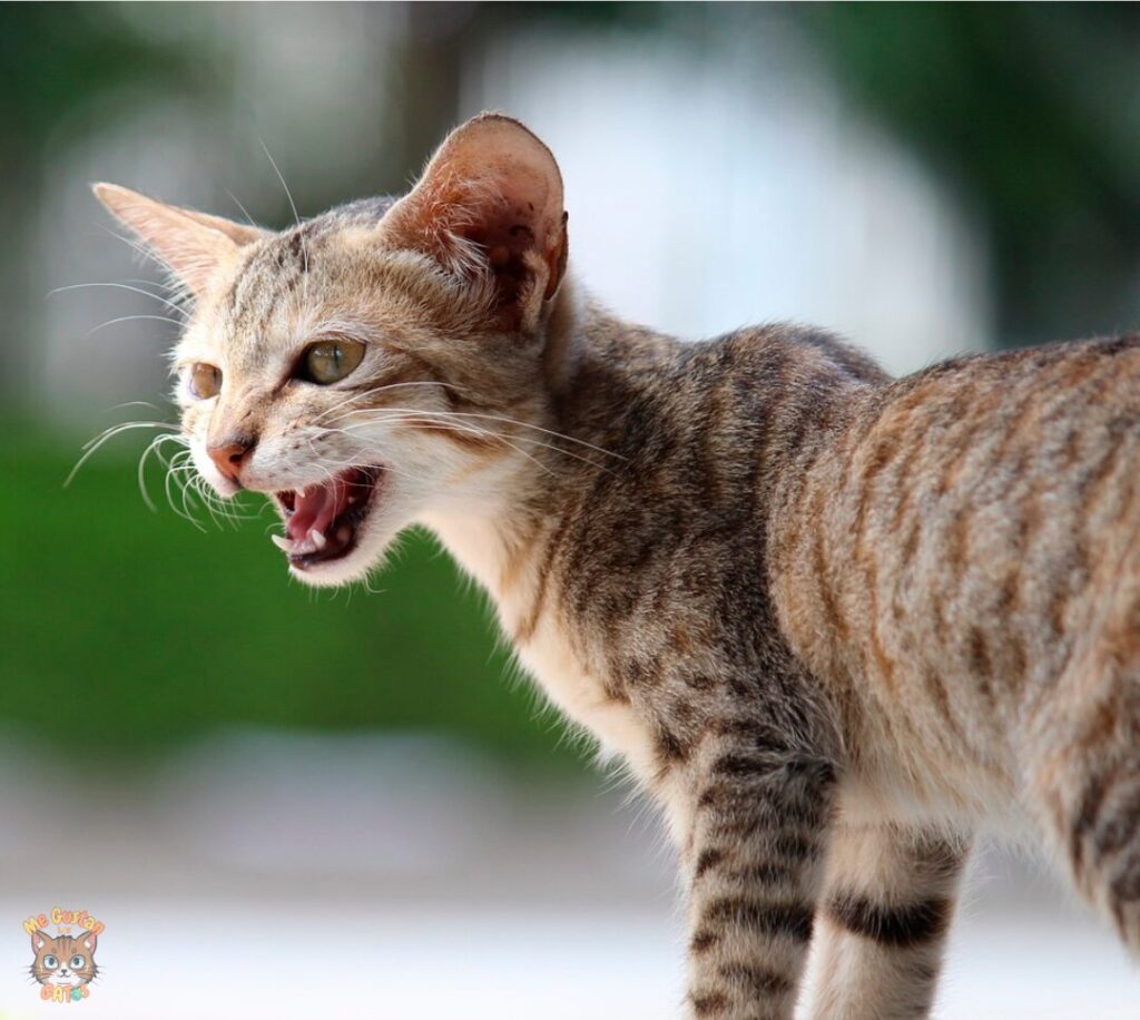 Porque Maullan los Gatos ?