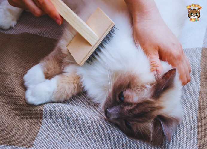 Cómo Tratar a un Gato: Para el Cuidado Felino este 2024