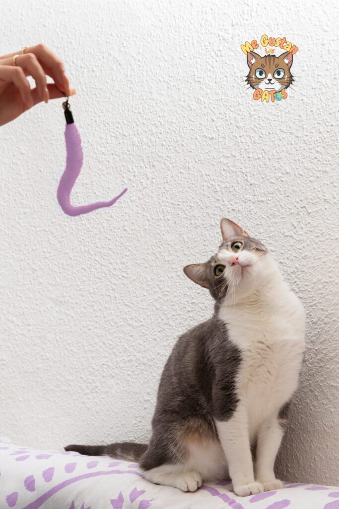 Cómo dar pastillas a un gato