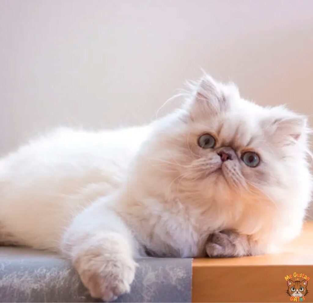 Gato Persa Blanco