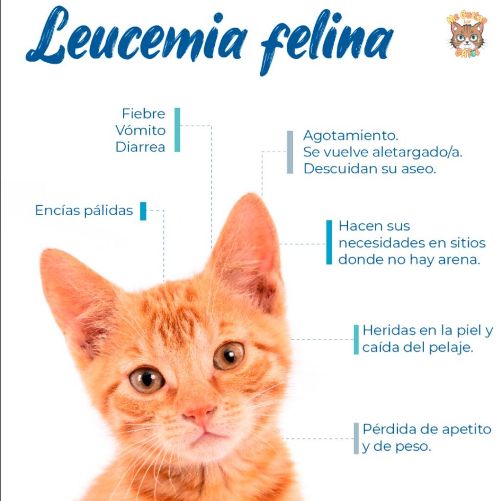Cómo Saber que un Gato Tiene Leucemia