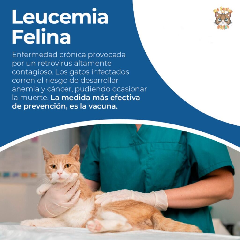 Cómo Saber que un Gato Tiene Leucemia