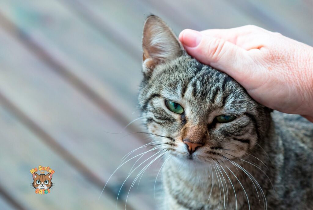 Cómo dar pastillas a un gato