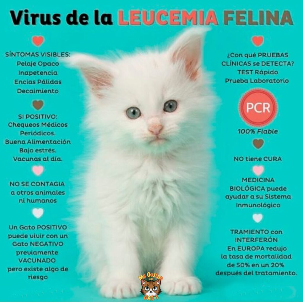 Cómo Saber que un Gato Tiene Leucemia