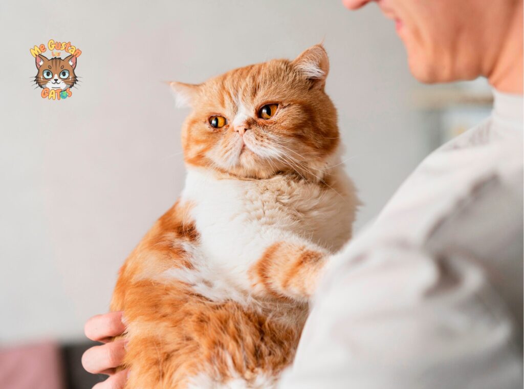 Cómo dar pastillas a un gato