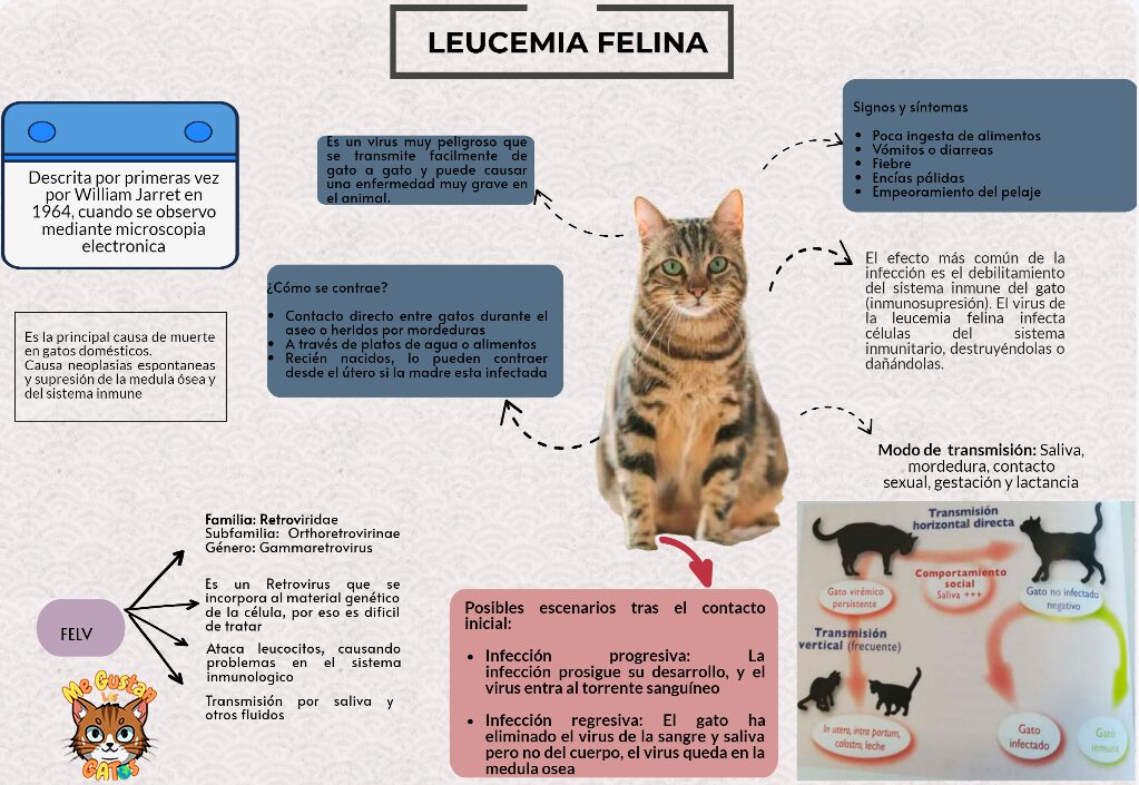 Cómo Saber que un Gato Tiene Leucemia