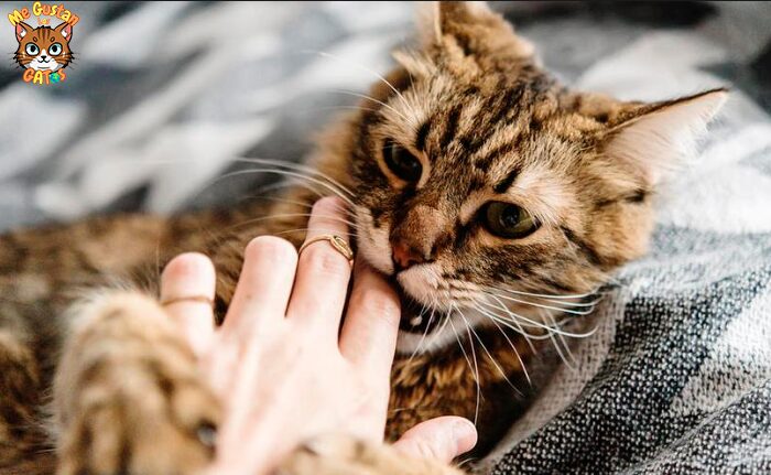 gato me muerde