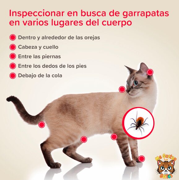 como quitar una garrapata a un gato