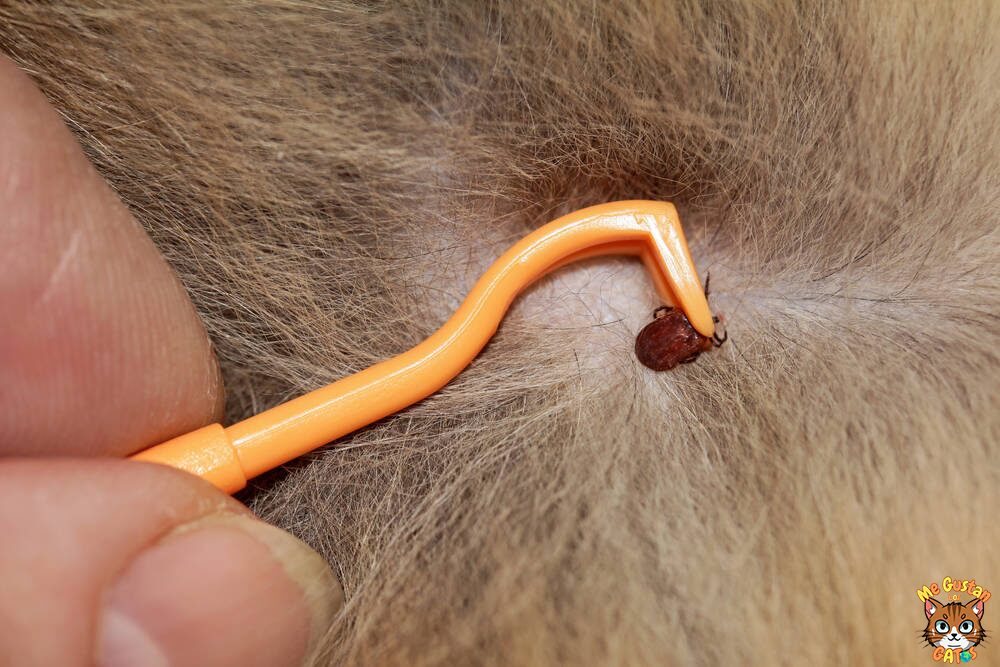 como quitar una garrapata a un gato