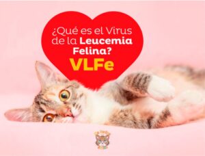 Cómo Saber que un Gato Tiene Leucemia