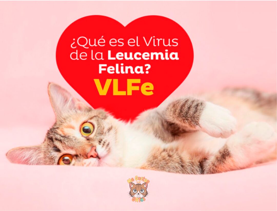 Cómo Saber que un Gato Tiene Leucemia
