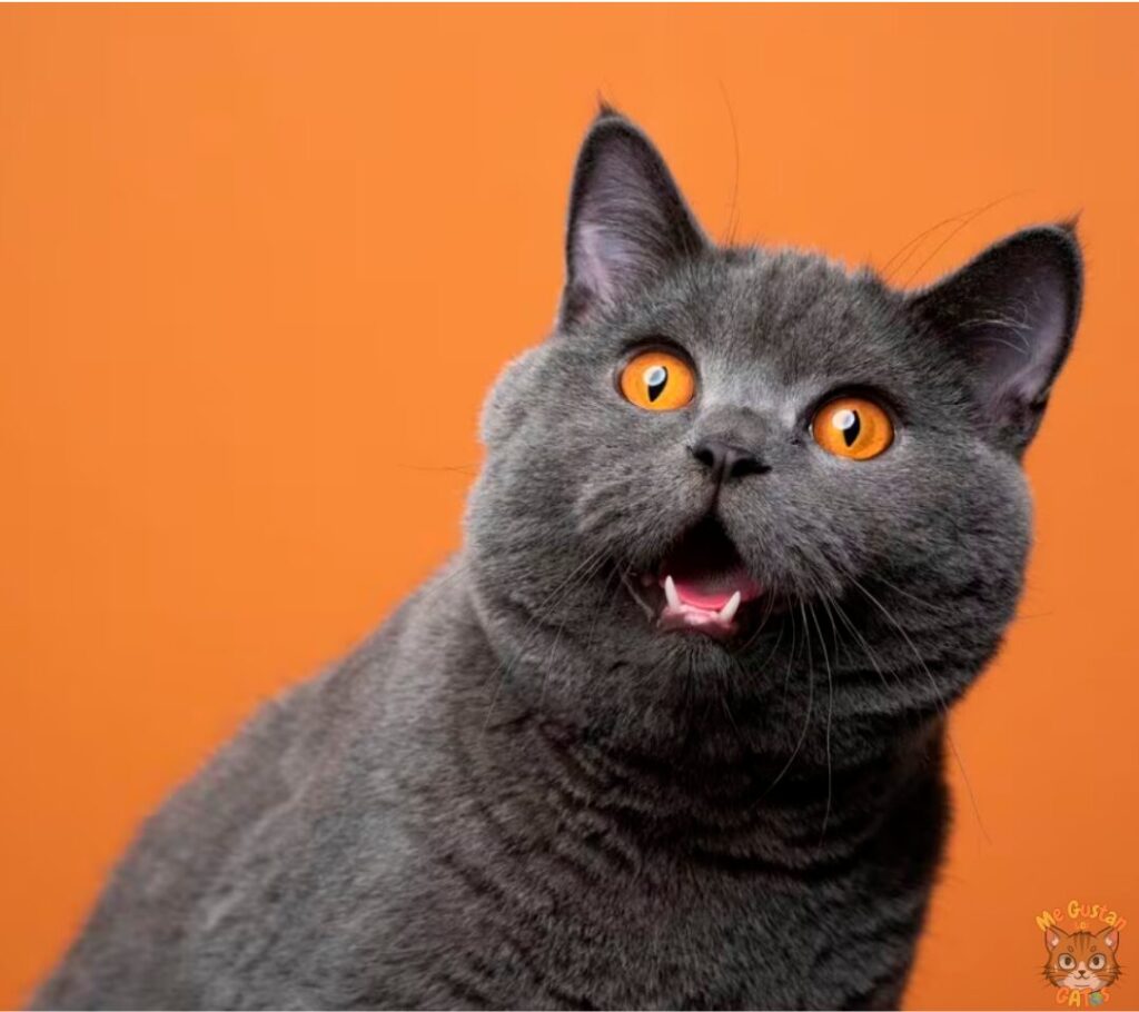 Cómo Maúllan los Gatos