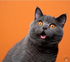 Cómo Maúllan los Gatos