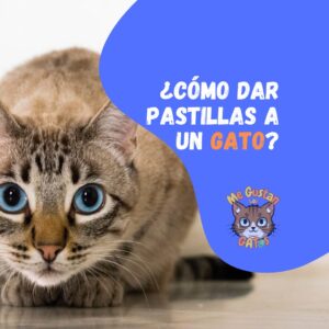 Cómo Dar Pastillas a un Gato
