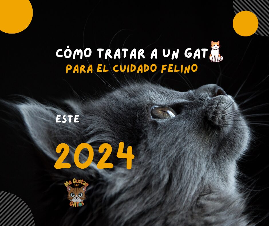 Cómo Tratar a un Gato: Para el Cuidado Felino este 2024
