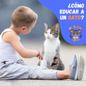 como educar a un gato