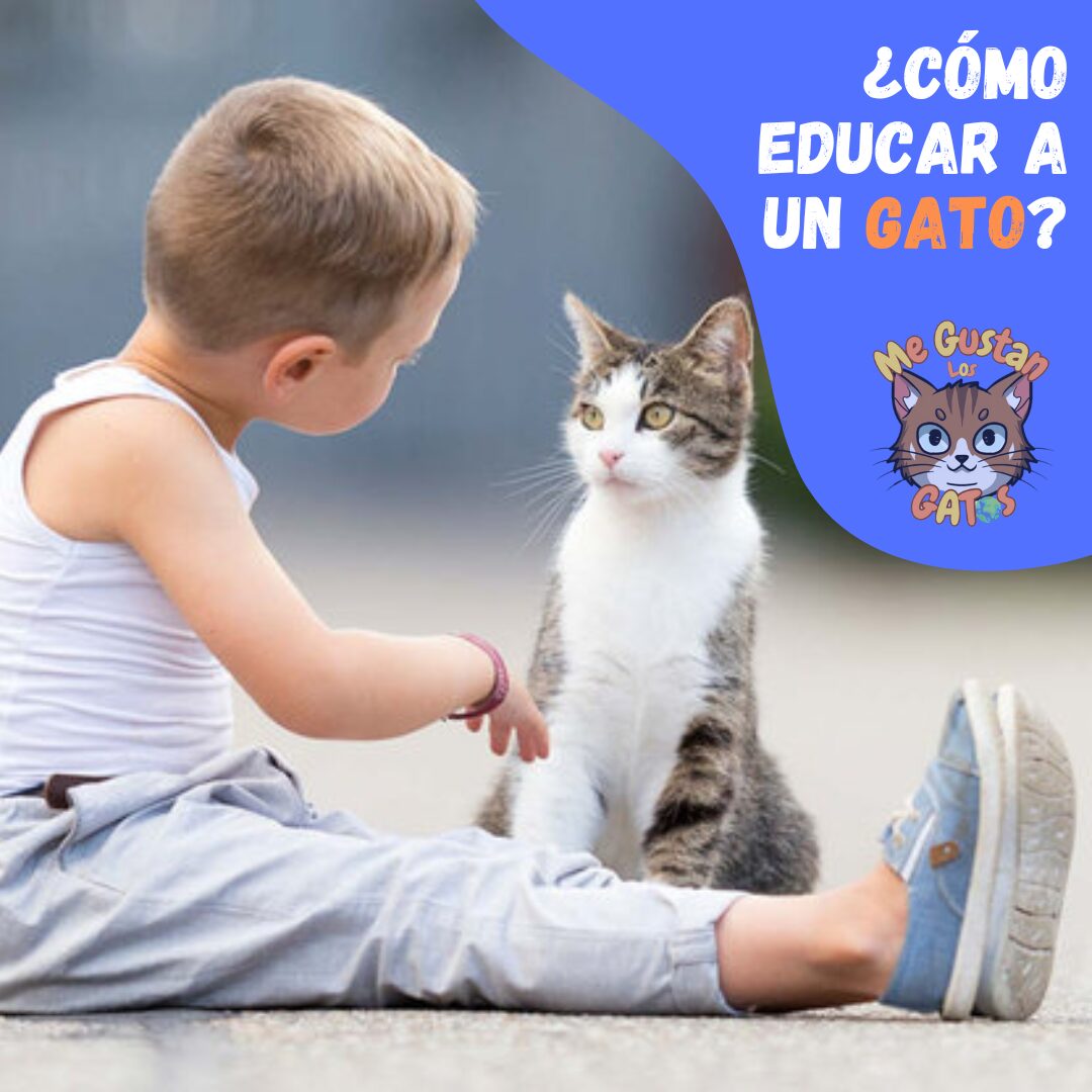 como educar a un gato